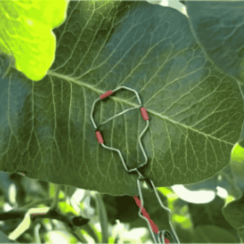 Leaf Temperature Sensor #Implexx #台灣代理 #樹液流感測器 #SapFlowSensor #徑度計 #Dendrometer #葉片溫度感測器 #LeafTemperatureSensor #莖幹含水量 #邊材水分 #熱脈衝探針 #HeatPulseProbe #校準型感測器 #高精度量測 #樹幹徑度計 #TrunkDendrometer #莖徑度計 #StemDendrometer #果實徑度計 #FruitDendrometer #DE1T #SD5T #SD10T #FILT #FIMT #FIST #LVDT #微米級量測 #最大日收縮量 #MDS #莖幹生長監測 #果實生長監測 #生長速率 #碳分配 #植物水分關係 #水分逆境 #乾旱研究 #植物生理學 #熱脈衝法 #DMA #森林水文 #生態水文學 #蒸散量 #蒸散監測 #氣孔導度 #作物水分管理 #作物蒸散量 #ETc #節水灌溉 #灌溉監測 #灌溉管理 #灌溉排程 #精準灌溉 #果園管理 #葡萄園管理 #杏仁園 #芒果 #施肥管理 #採收管理 #果實分級 #採後儲藏 #果實品質 #產量提升 #作物品質 #SDI12 #SDI12集線器 #SensorHub #IXHUB #IoT農業 #IoT環境監測 #LoRaWAN #NB_IoT #WiFi #資料紀錄器 #遠端監測 #低功耗感測器 #低功耗 #野外監測 #水分儲存 #科研儀器 #環境監測設備 #感測器網路 #IoT整合 #IP65防水 #菊鏈擴充 #野外佈署 #模組化感測 #台灣 #農業科技 #智慧農業 #精準農業 #AgTech #SmartFarming #PlantScience #PlantPhysiology #EnvironmentalMonitoring #FieldResearch #EcoHydrology #氣候變遷